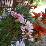 Tasia's