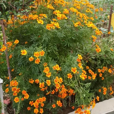 Tasia's Apartament Perivólion